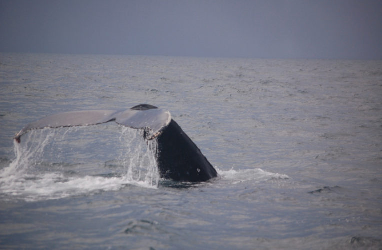 Honolulu: A glimpse of hope? CBD and PTSD.