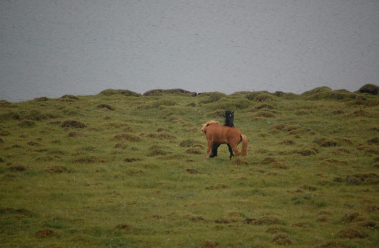 Honolulu: The Battle for Harmony When Living With PTSD