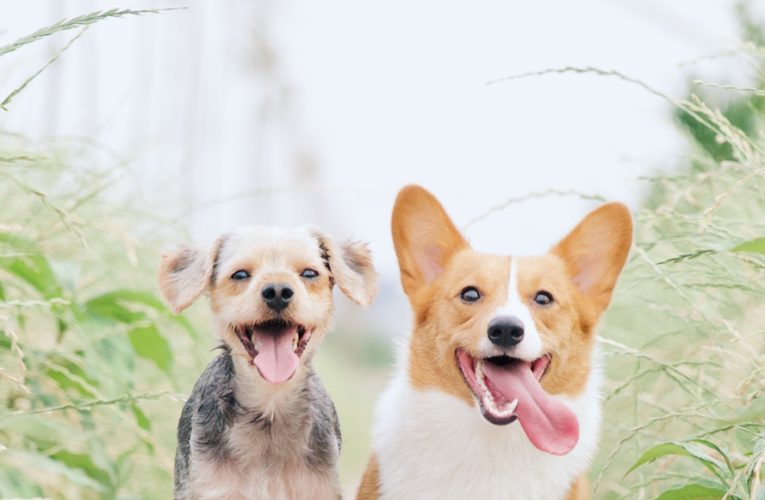 Preventing Home Dog Fights in Honolulu